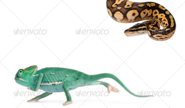 Young veiled chameleon - Stock Photo - Images