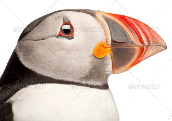 Close-up of Atlantic Puffin or Common Puffin, Fratercula arctica, in front of white background - Stock Photo - Images