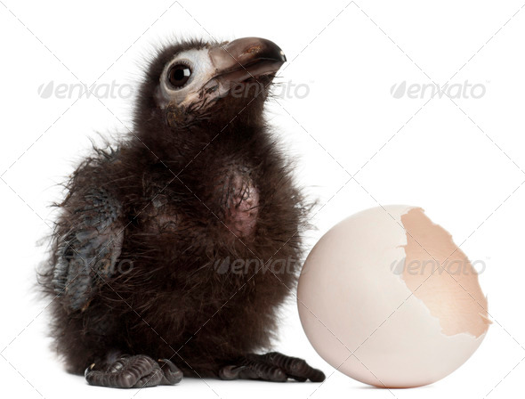Ross's Turaco, Musophaga rossae, with his hatched egg, 1 week old, in front of white background - Stock Photo - Images