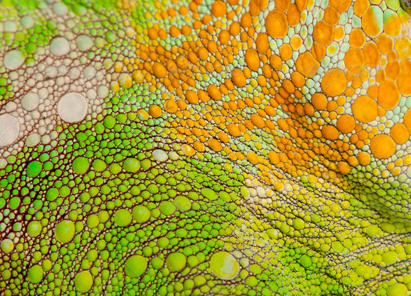 Close-up of Four-horned Chameleon skin, Chamaeleo quadricornis - Stock Photo - Images
