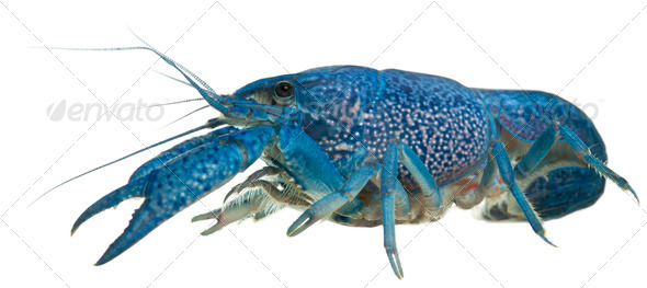 Blue crayfish - Stock Photo - Images