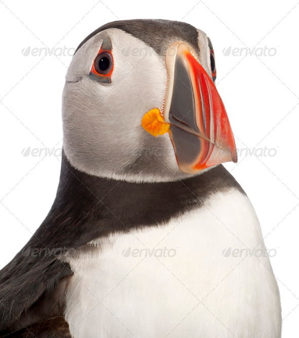 Close-up of Atlantic Puffin or Common Puffin, Fratercula arctica, in front of white background - Stock Photo - Images