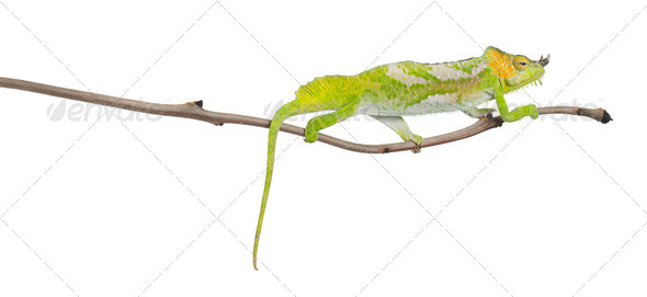 Four-horned Chameleon, Chamaeleo quadricornis, perched on branch in front of white background - Stock Photo - Images