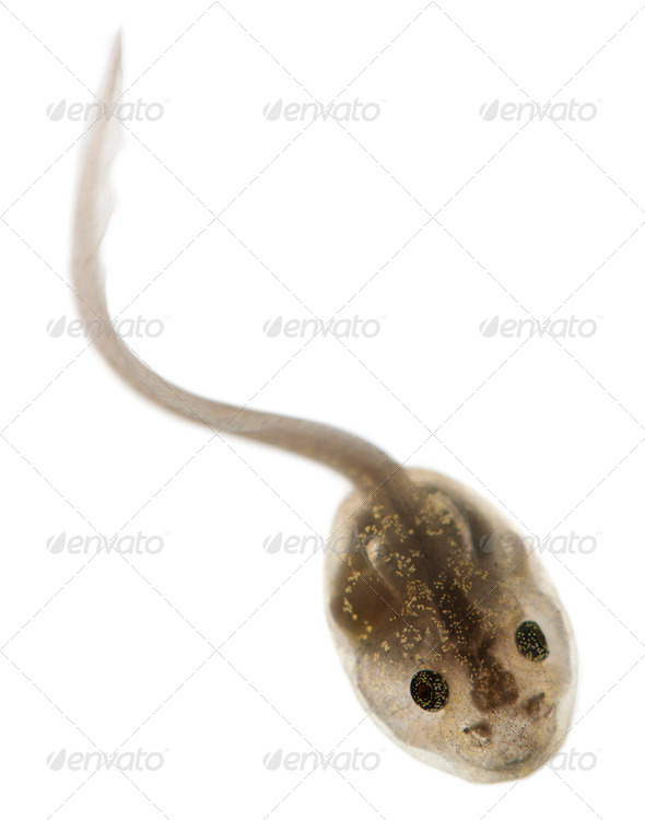 Common Frog - Stock Photo - Images