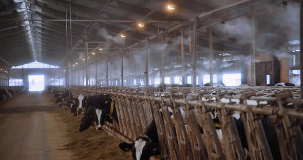 Modern Barn with Air Humidification and Ventilation System Many Cows with Ear Tags and Collars Chew alt