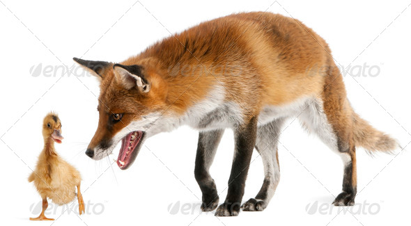 Red Fox, Vulpes vulpes, 4 years old, playing with a domestic duckling in front of white background - Stock Photo - Images