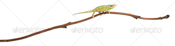 Mt. Meru Jackson's Chameleon - Stock Photo - Images