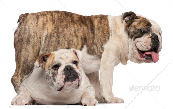 English Bulldog, 4 years old, and English Bulldog, 8 months old, in front of white background - Stock Photo - Images
