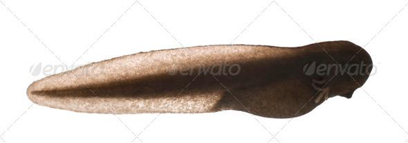 Common Frog - Stock Photo - Images