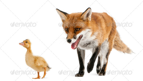 Red Fox, Vulpes vulpes, 4 years old, playing with a domestic duckling in front of white background - Stock Photo - Images