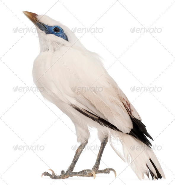 Rothschild's Swift, Cypseloides rothschildi, 5 years old, in front of white background - Stock Photo - Images
