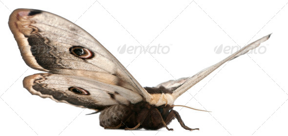 The largest European Moth, the Giant Peacock Moth, Saturnia pyri, in front of white background - Stock Photo - Images
