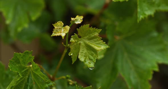 900014 Rain falling From grapevine's Leaf, Normandy, Slow motion 4K alt