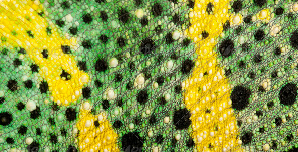 Close-up of Meller's Chameleon skin, Giant One-horned Chameleon, Chamaeleo melleri - Stock Photo - Images