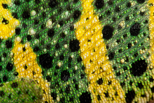 Close-up of Meller's Chameleon skin, Giant One-horned Chameleon, Chamaeleo melleri - Stock Photo - Images