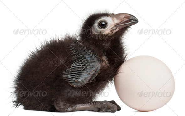 Ross's Turaco, Musophaga rossae, with his hatched egg, 1 week old, in front of white background - Stock Photo - Images