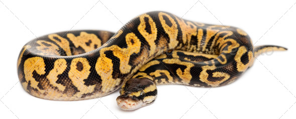 Female Pastel calico Python - Stock Photo - Images
