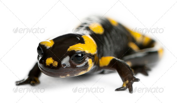 Fire salamander, Salamandra salamandra, in front of white background - Stock Photo - Images