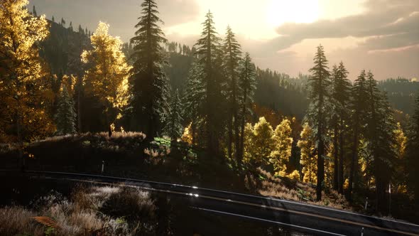 Rays of the Sun Make Their Way Through the Branches alt