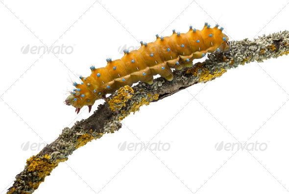 Caterpillar of the Giant Peacock Moth, Saturnia pyri, on tree branch in front of white background - Stock Photo - Images
