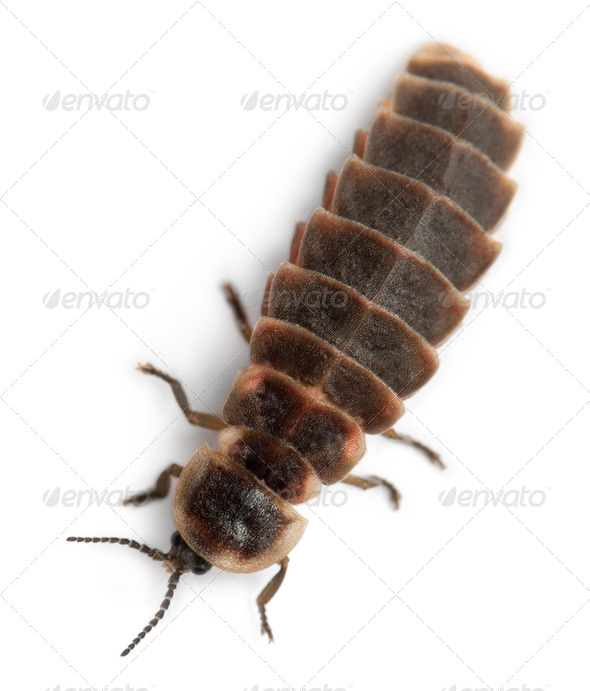 Common glow-worm of Europe, Lampyris noctiluca, in front of white background