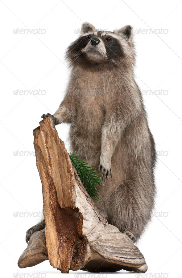 Stuffed North American raccoon also known as the common raccoon, in front of white background - Stock Photo - Images