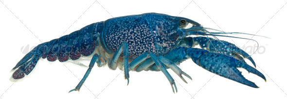 Blue crayfish also known as a Blue Florida Crayfish, Procambarus alleni, in front of white - Stock Photo - Images