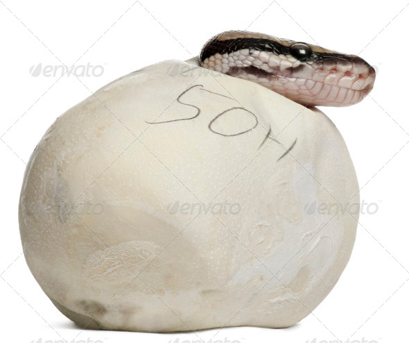 Royal Python or Ball Python - Stock Photo - Images