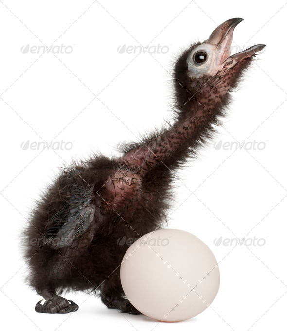 Ross's Turaco, Musophaga rossae, with his hatched egg, 1 week old, in front of white background - Stock Photo - Images