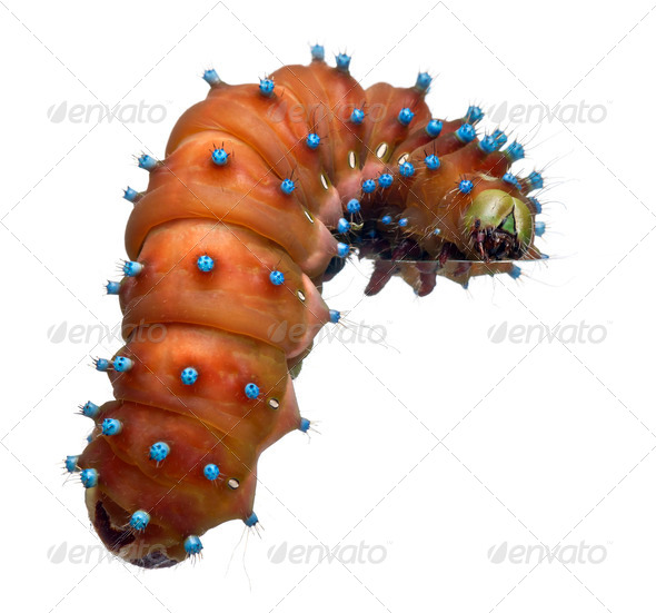 Caterpillar of the Giant Peacock Moth before cocooning, Saturnia pyri, in front of white background - Stock Photo - Images