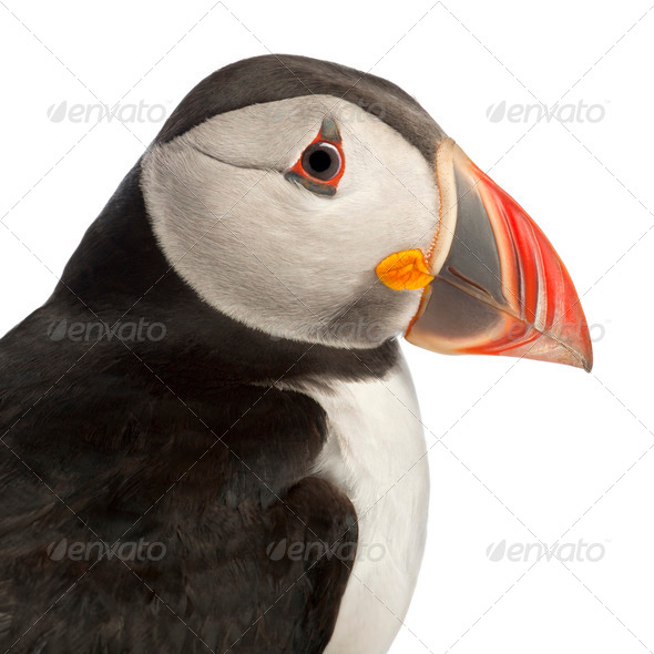 Close-up of Atlantic Puffin or Common Puffin, Fratercula arctica, in front of white background - Stock Photo - Images