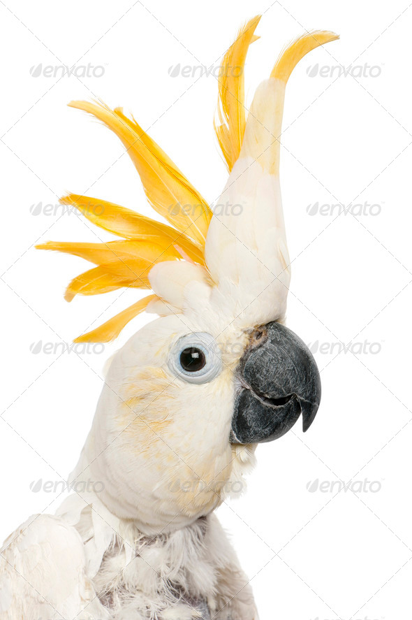 Close-up of Sulphur-crested Cockatoo, Cacatua galerita, in front of white background - Stock Photo - Images