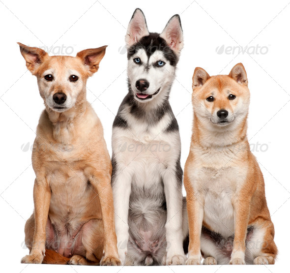 Mixed breed dog - Stock Photo - Images