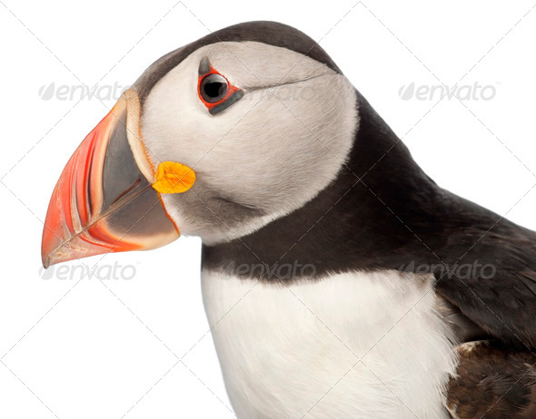 Close-up of Atlantic Puffin or Common Puffin, Fratercula arctica, in front of white background - Stock Photo - Images