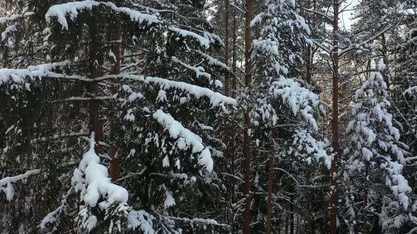 Branches of Fir Trees in the Snow