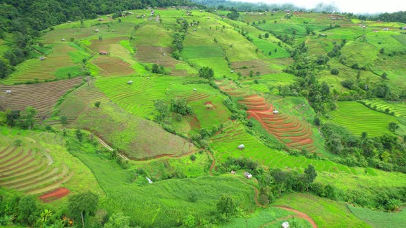 Aerial view of agriculture in rice fields for cultivation alt