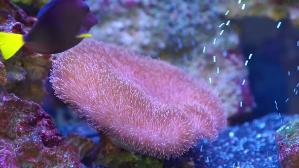 Sarcophyton is a Genus of Corals in the Family Alcyoniidae alt
