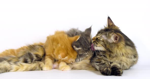 Brown Tortie Blotched Tabby Maine Coon Blue Blotched Tabby maine Coon Cream Blotched Tabby alt