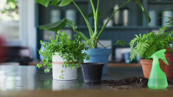 View of multiple plant pots and water sprayer bottle on the table at home alt