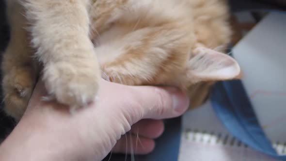 Cute Ginger Cat Dozing on Dark Blue Fabric. Fluffy Pet Licking Man's Hand. Man Stroking His Domestic alt