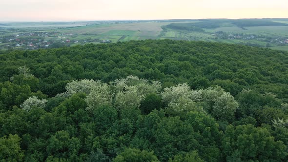 Aerial View of Dark Lush Forest with Blooming Green Trees Canopies in Spring alt