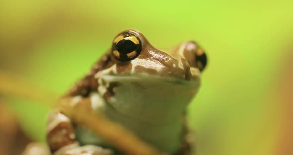 Mission Goldeneyed Tree Frog or Amazon Milk Frog Trachycephalus Resinifictrix alt