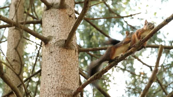 Mating Season in Squirrels