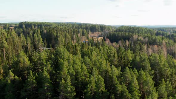 Pine Tree Coniferous Woodlands In Swedish Countryside Near Östersund, Sweden. 4K Drone. alt