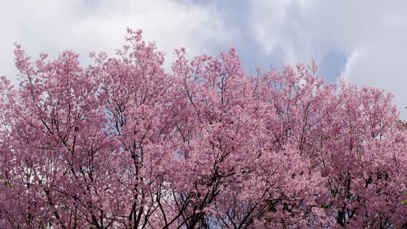 Sakura Tree In Spring Time alt