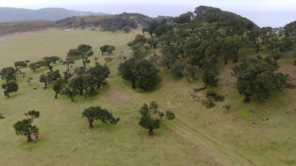 Aerial view of old and rare Fanal laurisilva forest on Madeira island, Portugal alt
