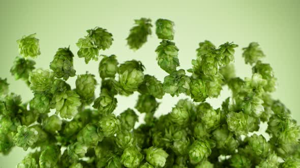 Super Slow Motion Shot of Flying Fresh Hops on Green Background at 1000 Fps alt