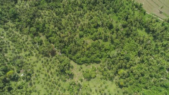 Tropical Landscape with Palm Trees. Philippines, Luzon alt