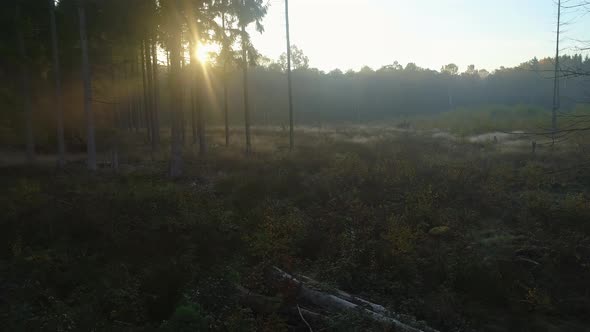 Misty Morning Forest at Sunrise