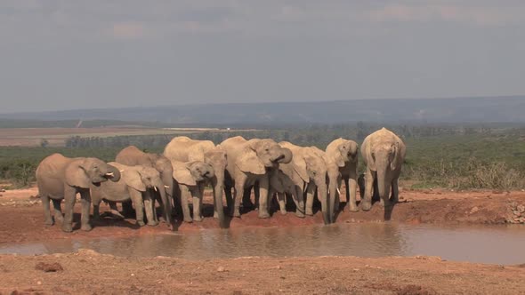 Herd of African Elephants at A Watering Hole alt